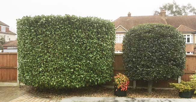 Newly trimmed hedges
